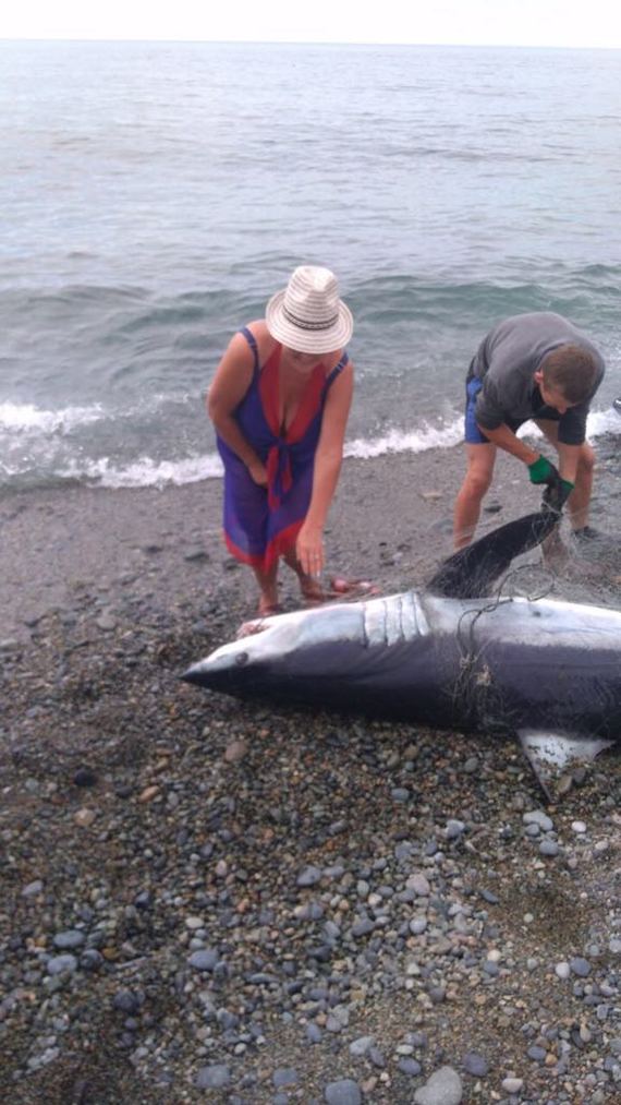 Shark - Shark, Black Sea, Catch, Longpost