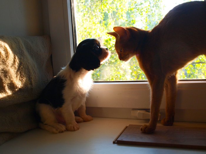 What's out there, little one? - My, Dog, cat, Abyssinian cat, Cavalier king charles spaniel