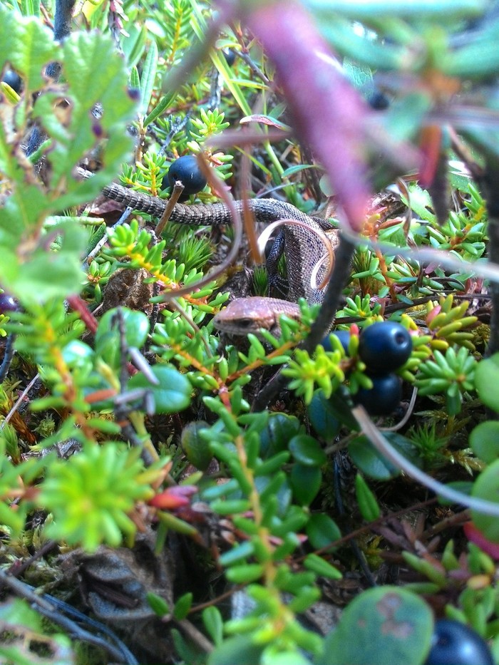 Swift or common lizard - My, Jumping lizard, Lizard, Far North, Longpost