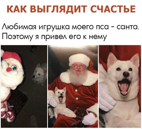 What happiness looks like - Dog, Santa Claus