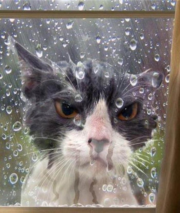 Wayeeee! - cat, Window, Rain, let me in, 