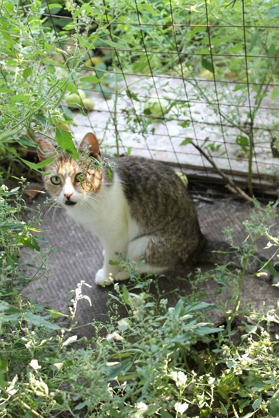 Мой личный Котоленд 139 - Моё, Кот, Приют, Липецк, Доброта, Помощь, Котоленд, В добрые руки, Длиннопост, Приют Котоленд