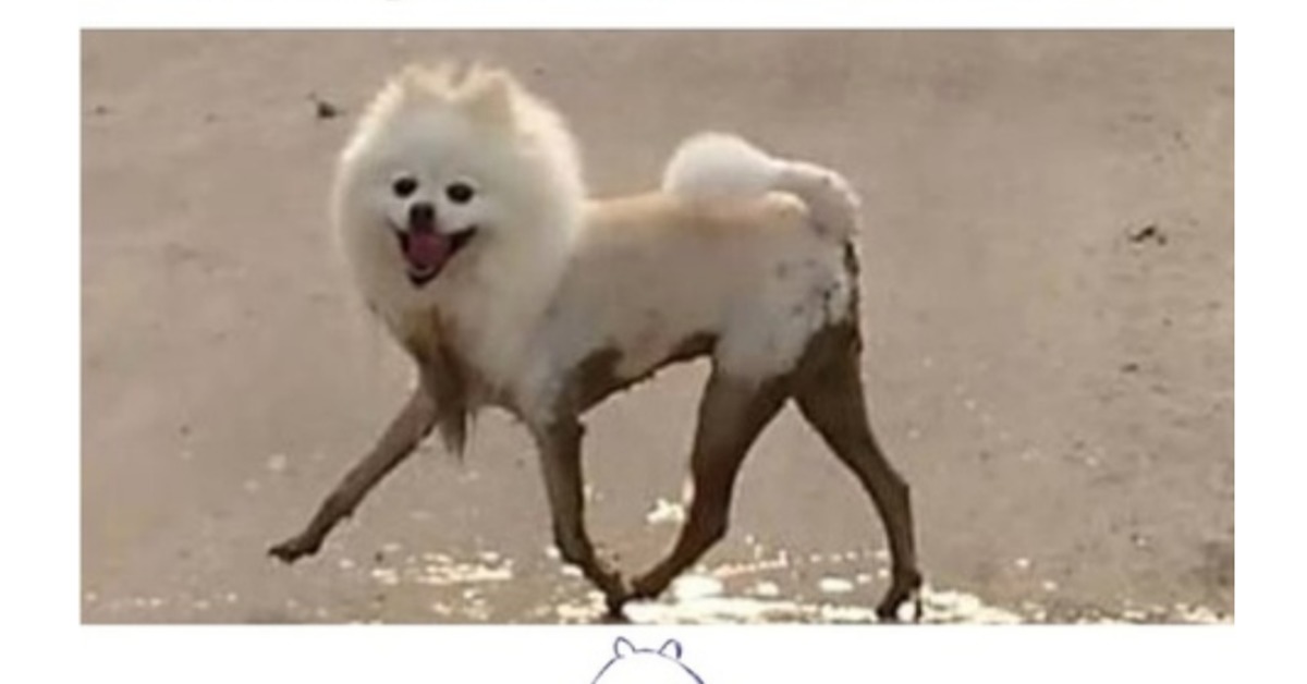 Мокрый Шпиц