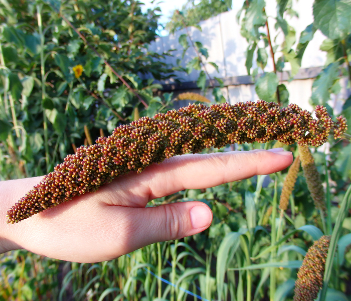 PARROT GARDEN - My, Birds, Delicacy, Nutrition, , Amaranth, Buckwheat, Sunflower, Garden, Longpost, Parrot treat