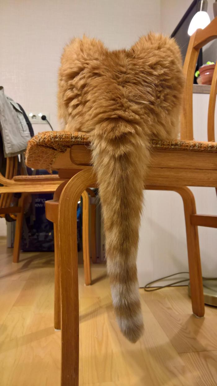 ������ ������