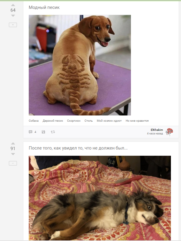 Funny coincidence - Observation, Dog