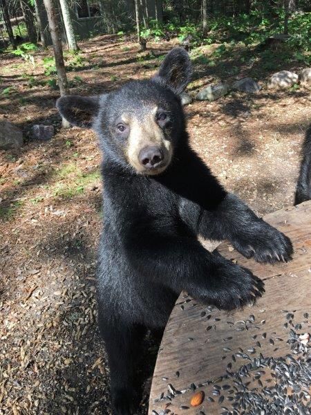 Continuing the theme of bears and cafes. - The photo, The Bears, Young, Bartender, Milota