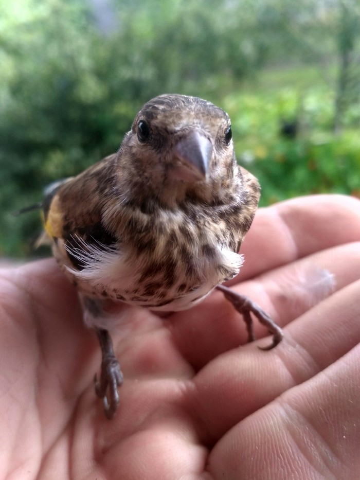 Bird :) - My, Dacha, Chick, Longpost