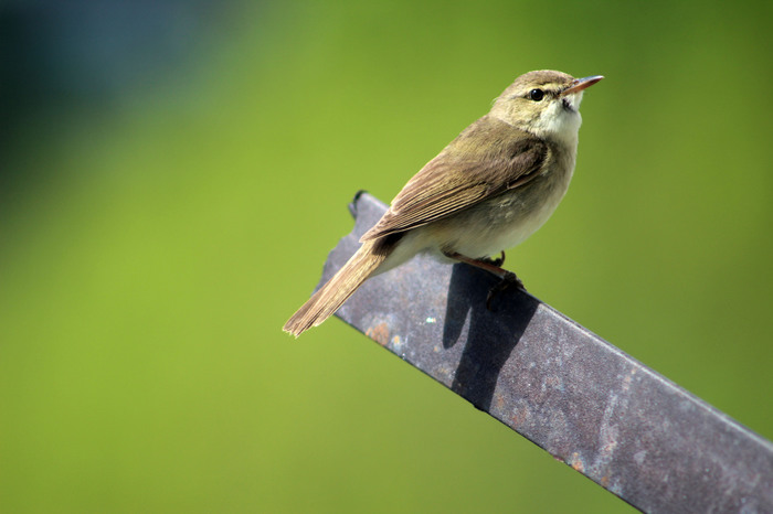 I want to scratch her chest - Nature, Oriole, What kind of bird?, Photo hunting, Birds, My