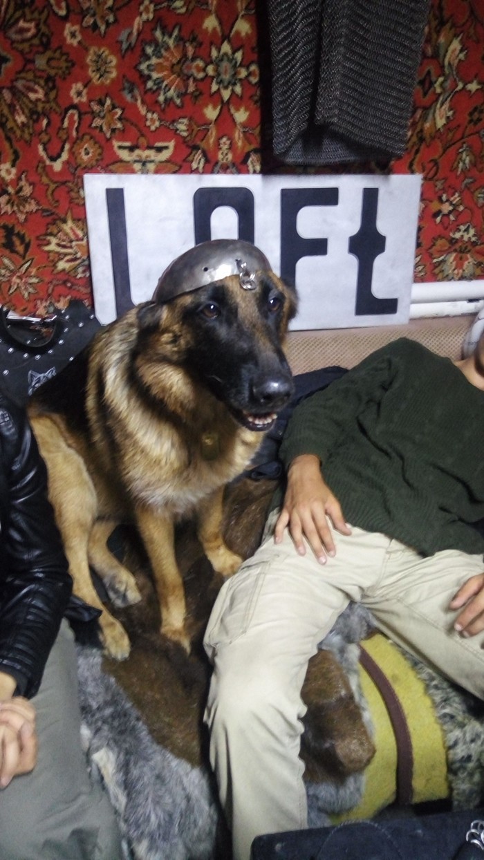Armored Dog or German Shepherd Dog in Old Russian Tradition - My, German Shepherd, Armor, Garage, Carpet, Dog