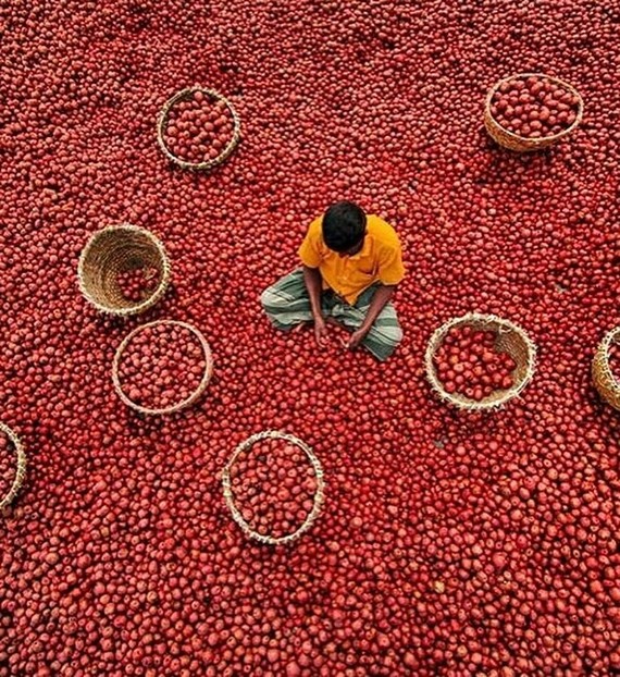 Harvesters in India - The photo, Longpost, India, Harvest