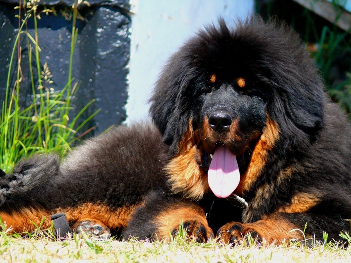 Tibet your mother! or about life with a Tibetan Mastiff - My, Dog, Tibetan mastiff, Mastiff, White Fang, , Puppies, Dog breeds, Longpost