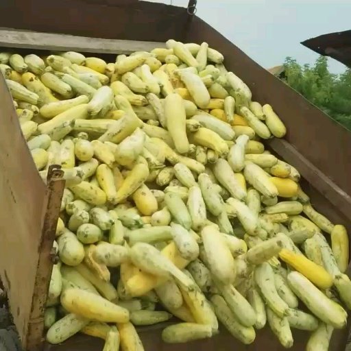 Zucchini for calves - My, Zucchini, Feeding