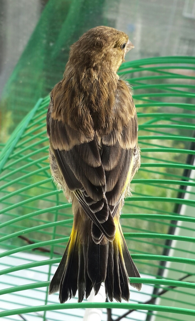 The chick has grown up - My, Chick, Greenfinch, Pet, Longpost, Pets