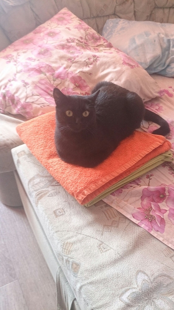 What are these, freshly washed towels? - My, cat, Towel, Longpost, The photo