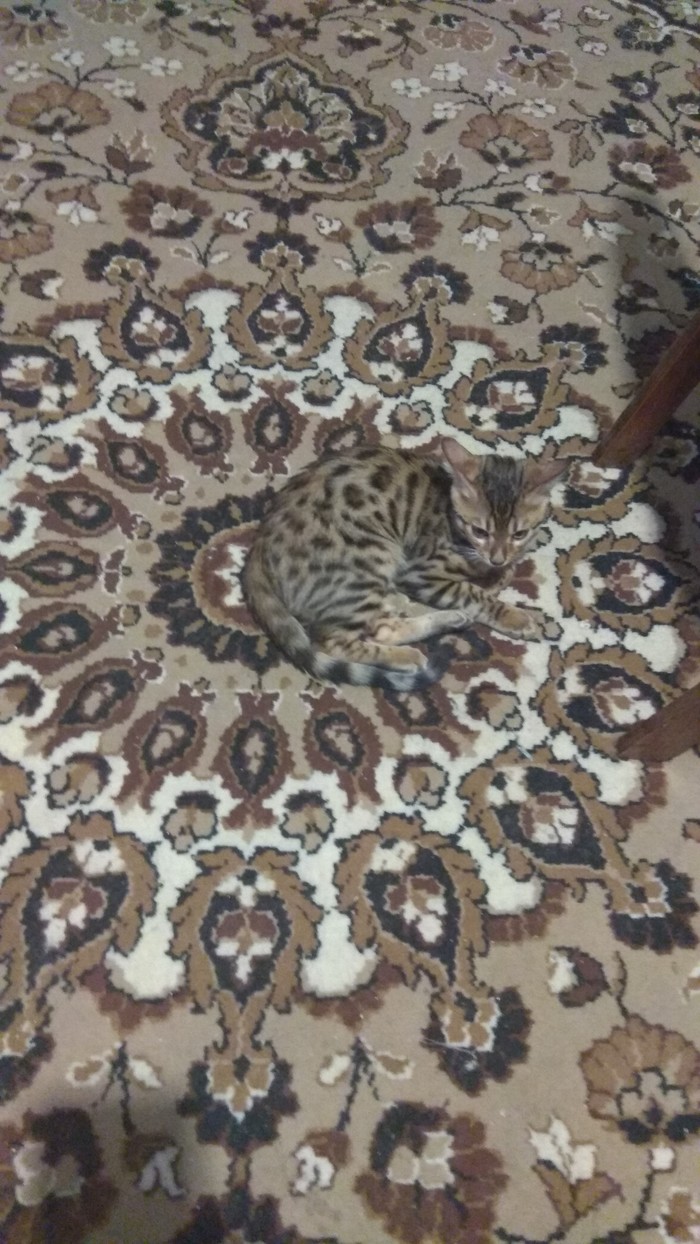 Carpet disguise - My, cat, Carpet, Mimicry