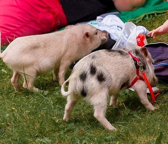 Minipigs Festival 2018 - My, Minipig, , Longpost