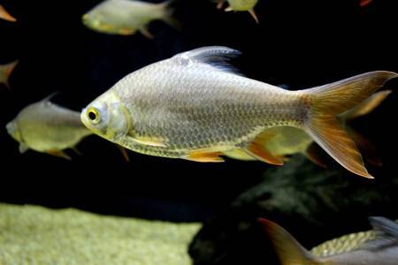 Яванский (краснощекий) барбус