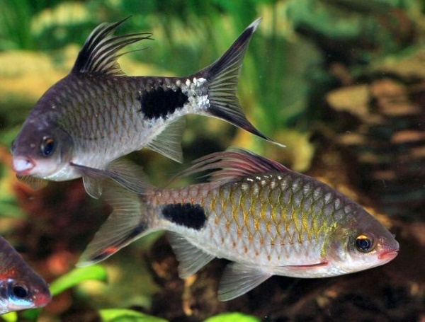 Барбус филаментозус (Dawkinsia filamentosa)