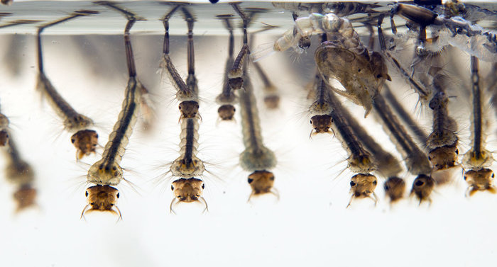 Обзор средств борьбы с комарами Москиты, репелленты, инсектициды, фумигаторы, лонгпост