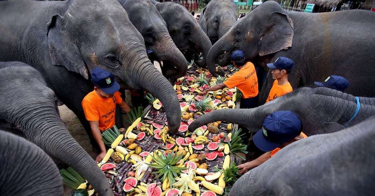 Слоны едят мясо