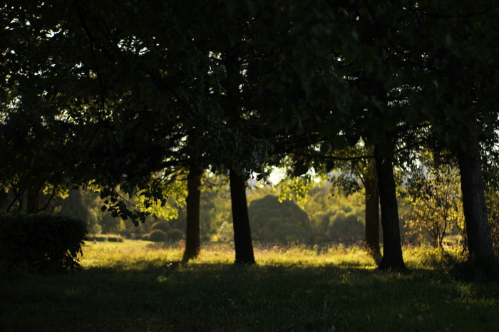 South Primorsky Park, St. Petersburg, August 2018 - My, Forest, Summer