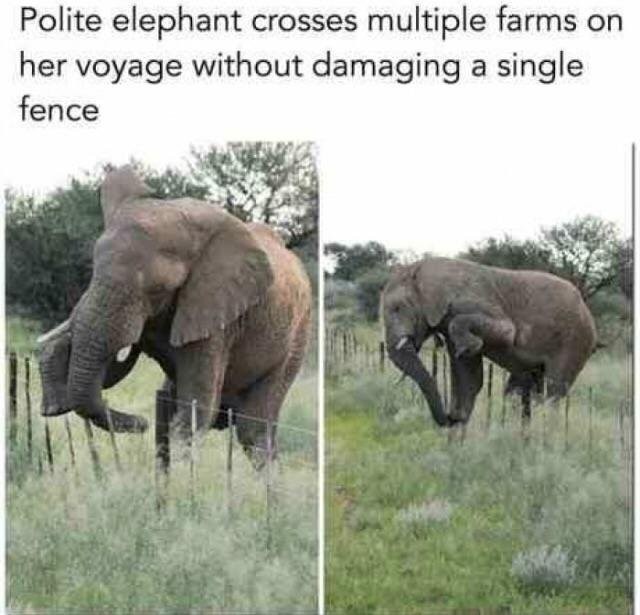 Politeness - Reddit, Вежливость, Elephants, Picture with text