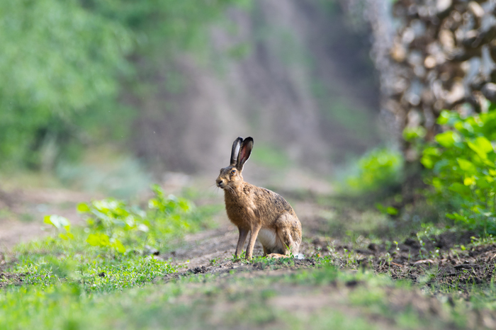 Different Eyes - My, The photo, Video, Nature, Hare, Animals, Photo hunting