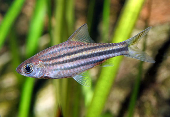   ( Desmopuntius johorensis)    .