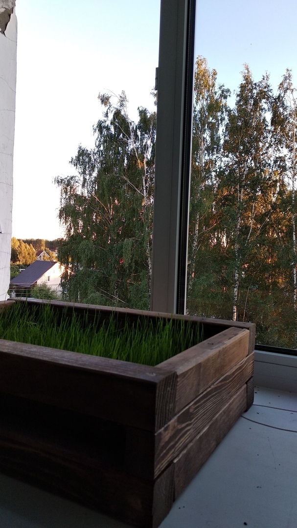 Lawn on the windowsill - My, Grass, Don't walk on lawns, Myself, Longpost, Lawn