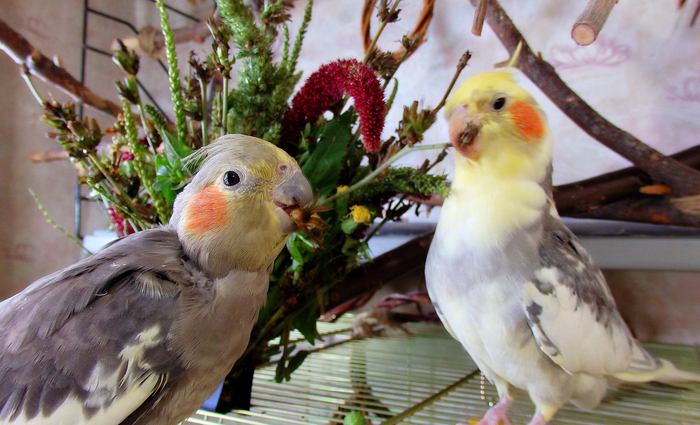 The parrots refused to eat. - My, Birds, A parrot, Corella, , , The diet, Greenery, Nutrition, Longpost