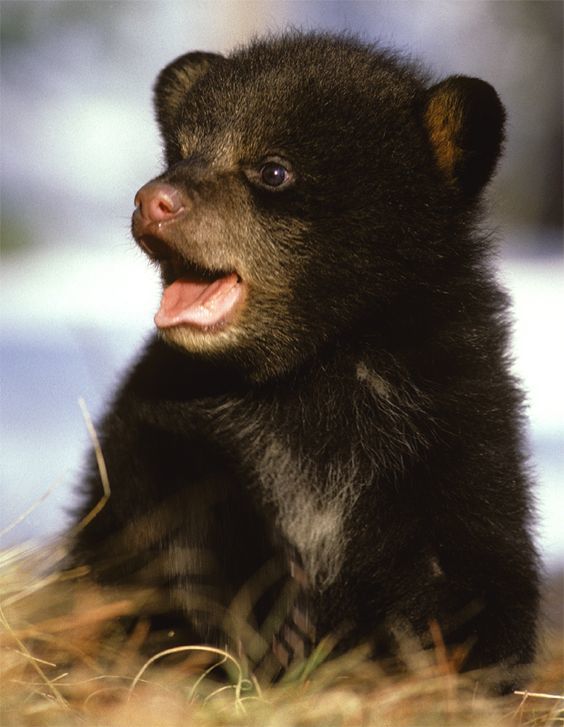 So small, but already learning to scream. - The photo, The Bears, Young, Milota