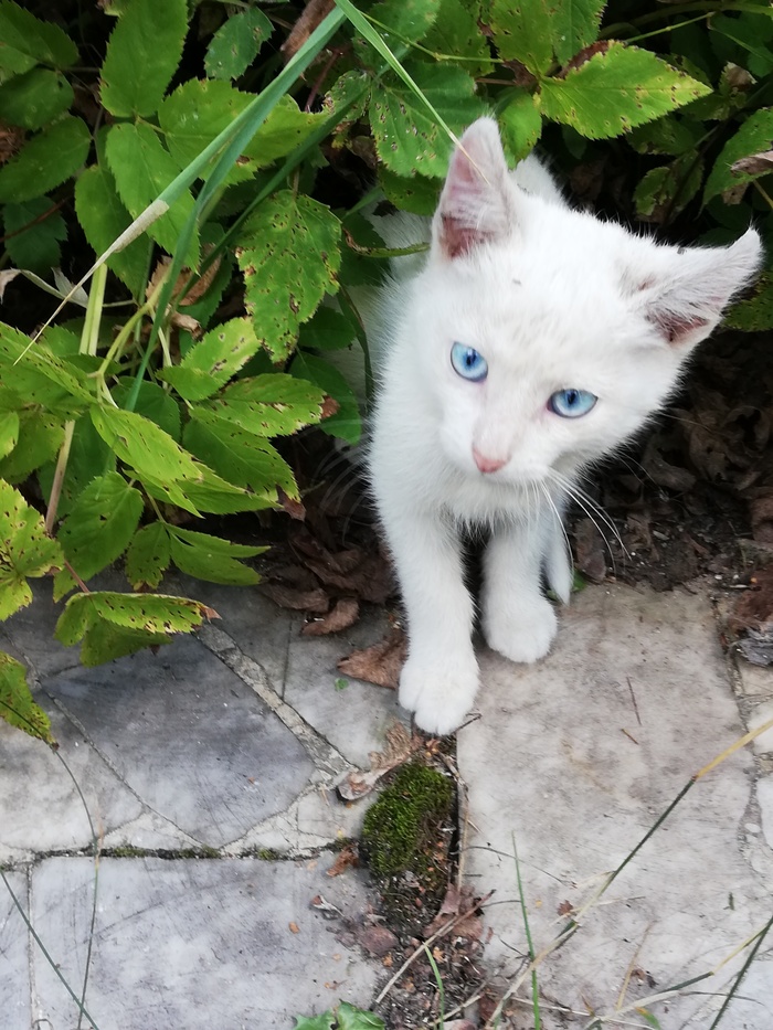 Snow White [kitten attached] - Kittens, Help, In good hands, Moscow, , Good league, Looking for a home, Game of Thrones, Longpost, Helping animals, Tossing