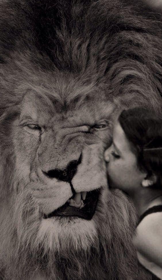 Human tenderness! - a lion, Girl, Kiss, Tenderness, Dangerous, beauty