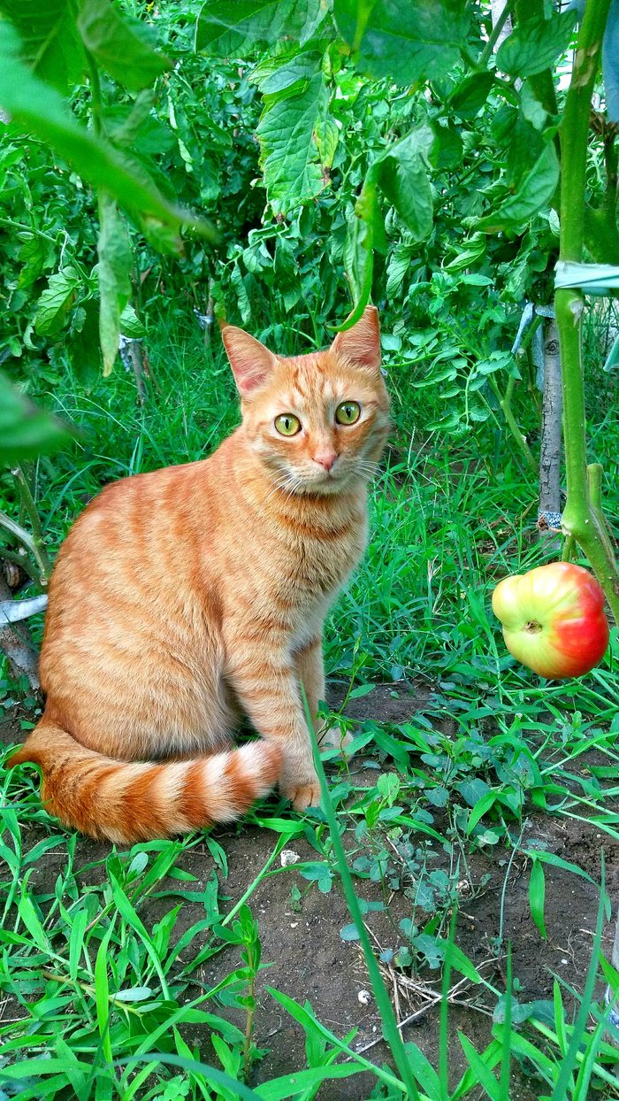 На даче - Дача, Кот, Помидоры, Моё