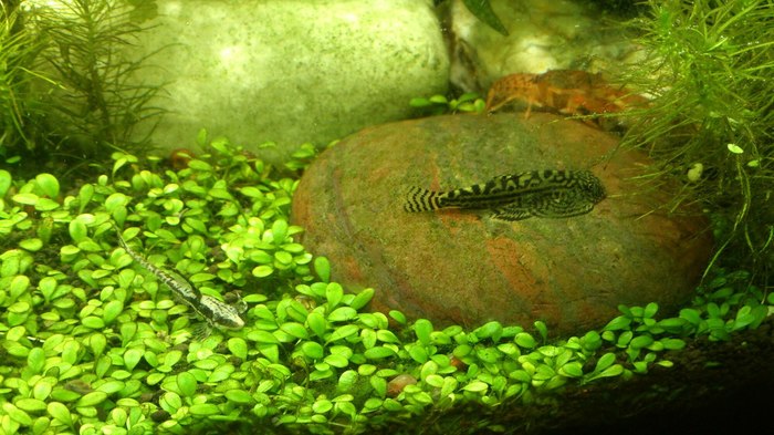 Sturisoma Panama, Seville leonelata, Mexican dwarf cancer - My, Animals, Aquarium fish, Aquarium, Crayfish