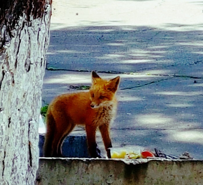 Interloper - Fox, My, Lost, City center, Hospital