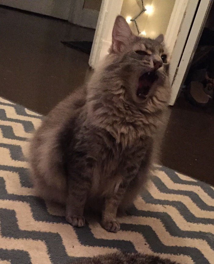 Waaaaaaa.... - cat, Scream, Pets, Mobile photography