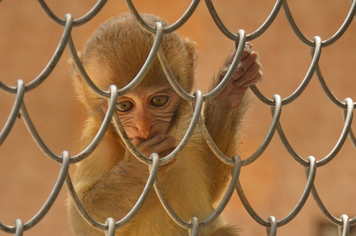 Sukhumi monkey nursery. - My, Abkhazia, Sukhum, Monkey, , Nikon d90, Amateur photographer, Longpost, Abandoned