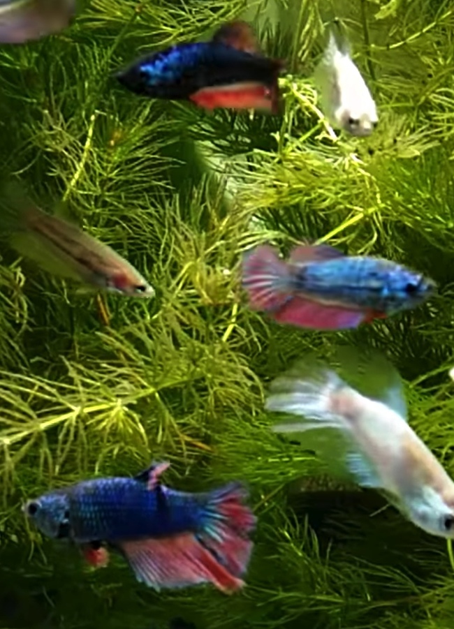 Changing the color of the fish - My, A fish, Metamorphosis, , Cockerel fish, Betta, Longpost