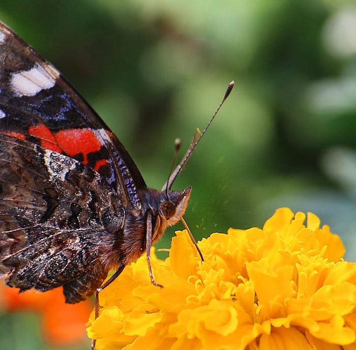 Butterfly drinks nectar - My, Macro photography, Macro, Butterfly, Flowers, Pollen, The photo, Longpost