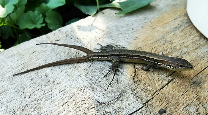 Common (no) lizard) - My, Lizard, Reptiles, Animals, Tail