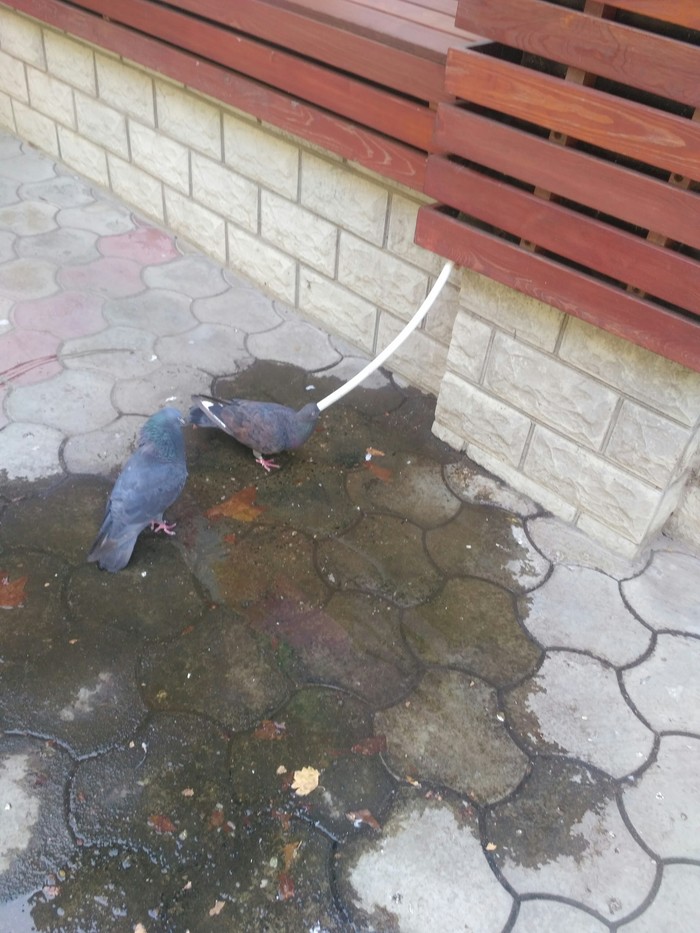 Don't let yourself dry - My, Heat, Pigeon, , Drink, Water
