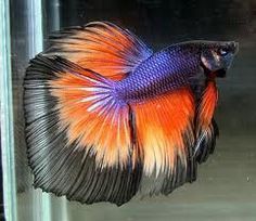 Премиальная бетта