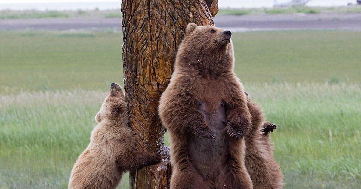 Песня танцующие медведи. Медведь трется спиной о дерево. Медведь со спины. Vtldtlm nhtncz j lthtdj. Медведь на дереве.