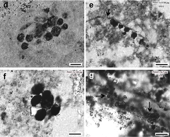 Геологи нашли в Австралии останки самых древних микробов на Земле
