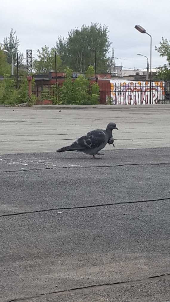 Dove with two heads - Amazing, My, The photo, Pigeon, Longpost