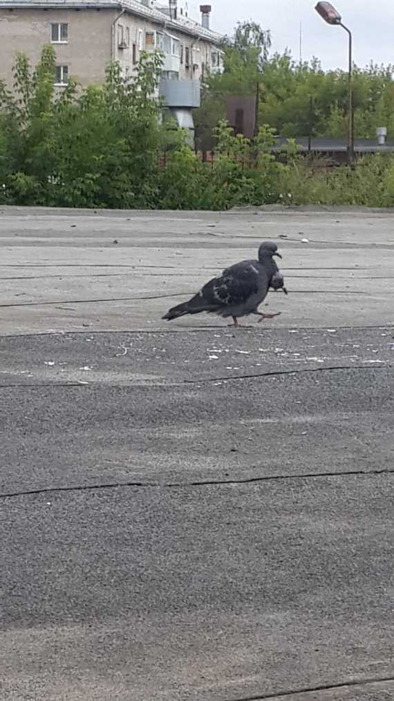 Dove with two heads - My, Amazing, Longpost, Pigeon, The photo