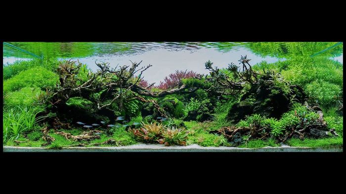 Шикарный скейп Гэри Чена (Гонконг) на IAPLC 2018