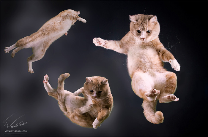 Weightlessness - cat, Weightlessness, 3